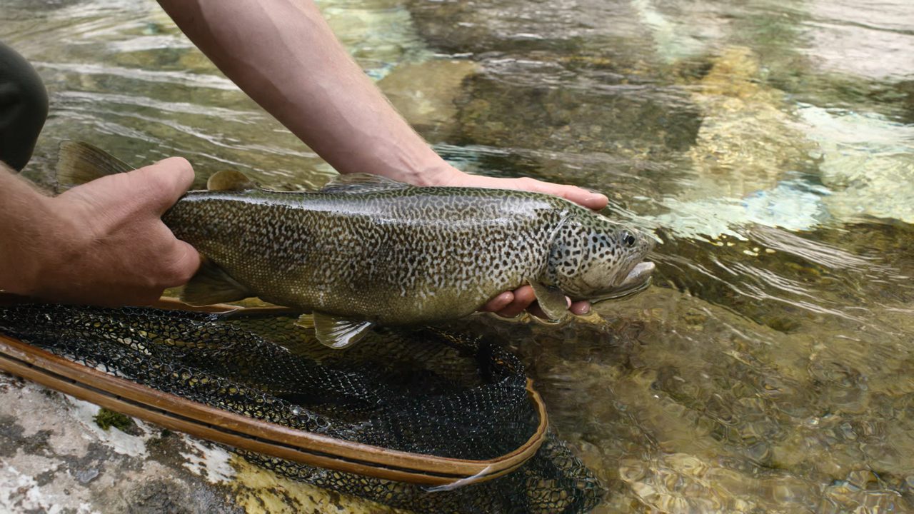 Big marble trout